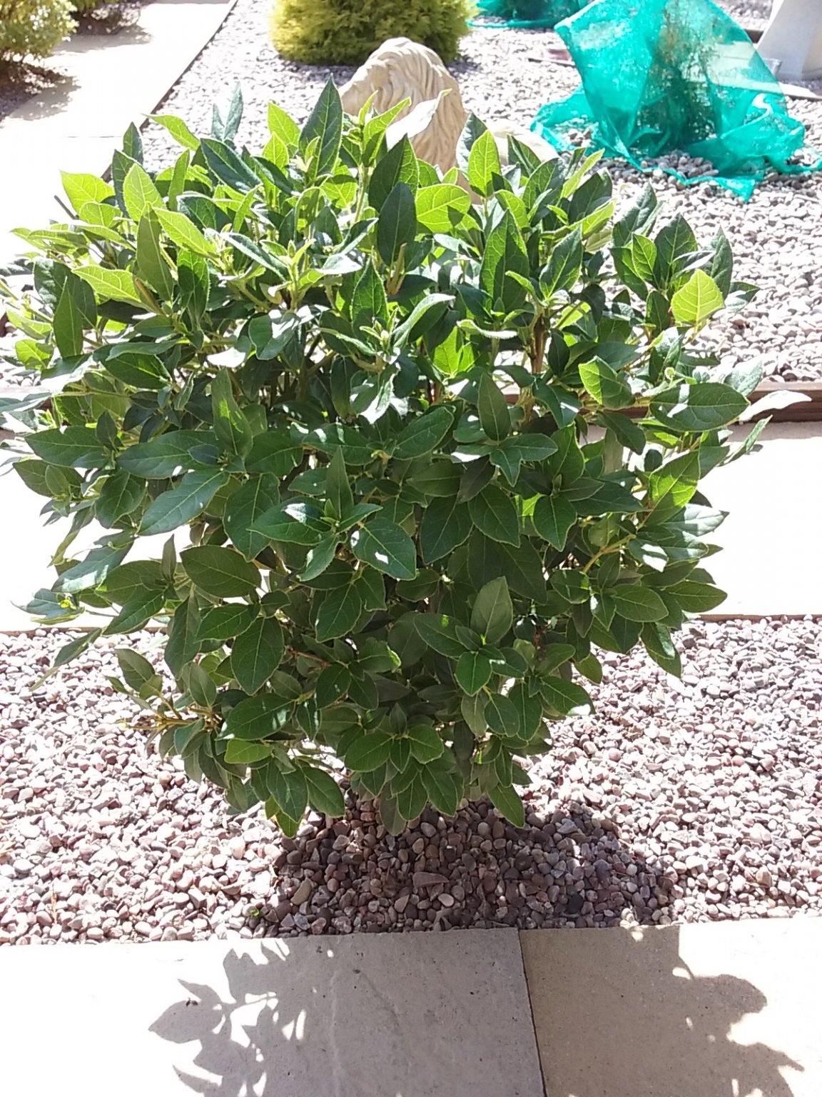 viburnum tinus.jpg