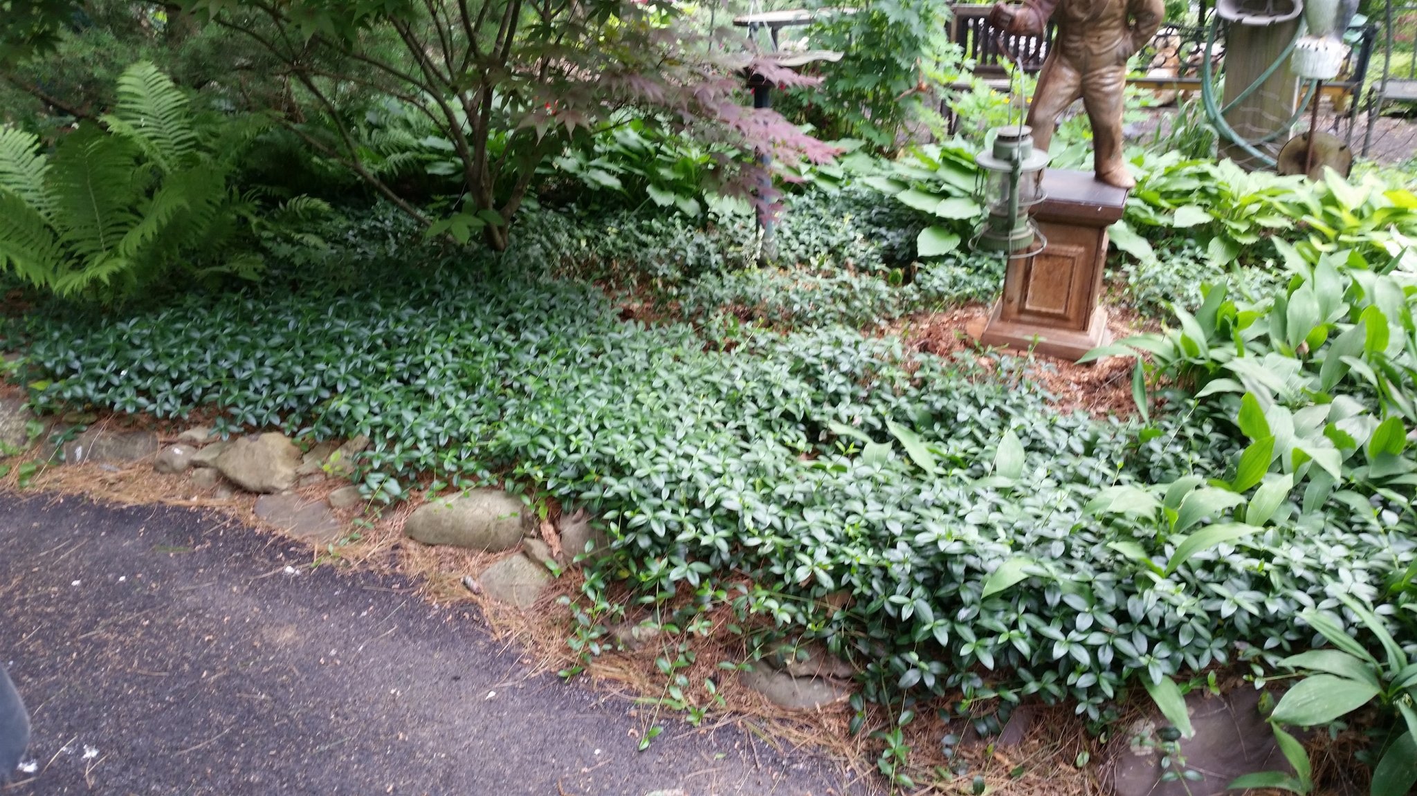 vinca2.jpg