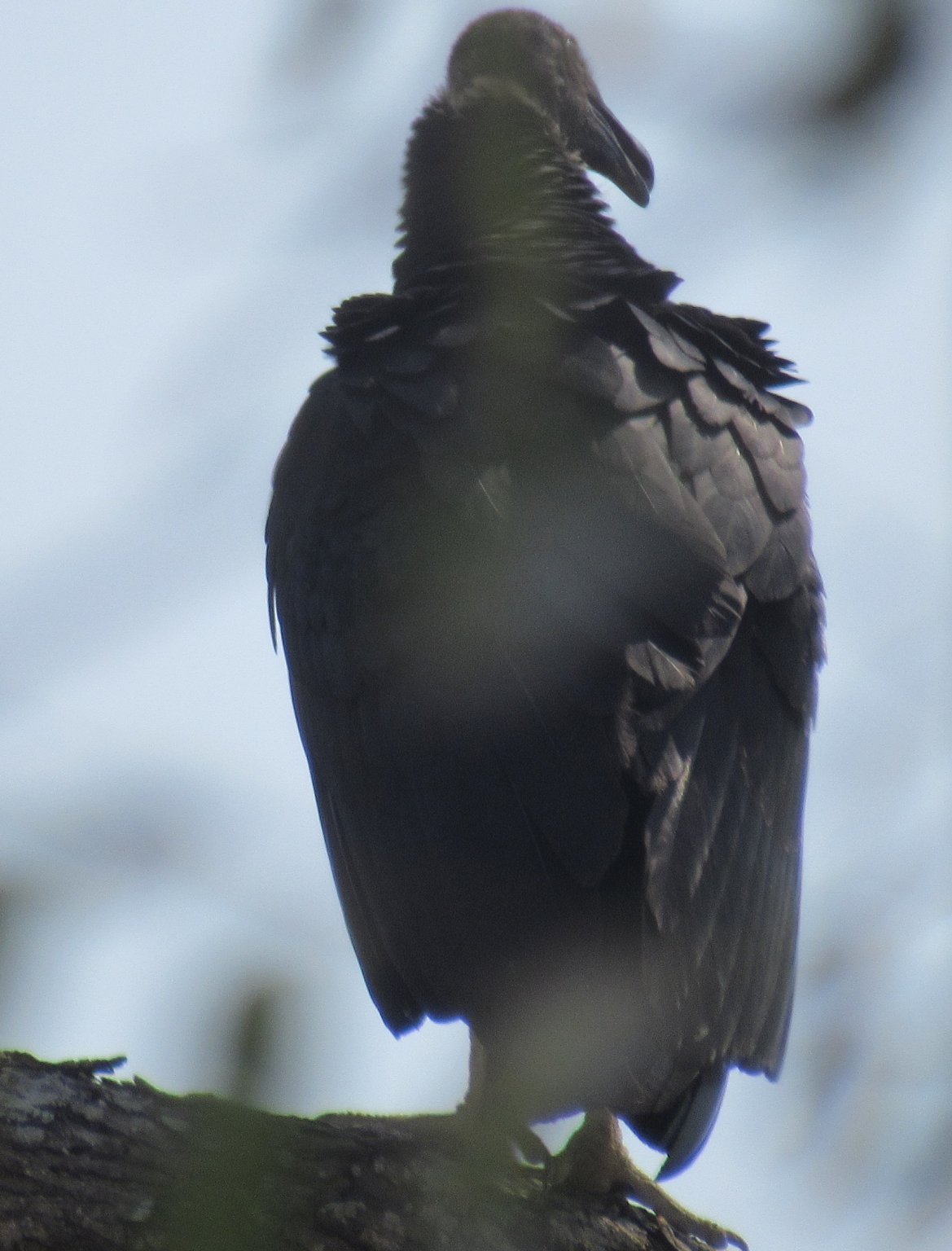 Vulture 1.jpg