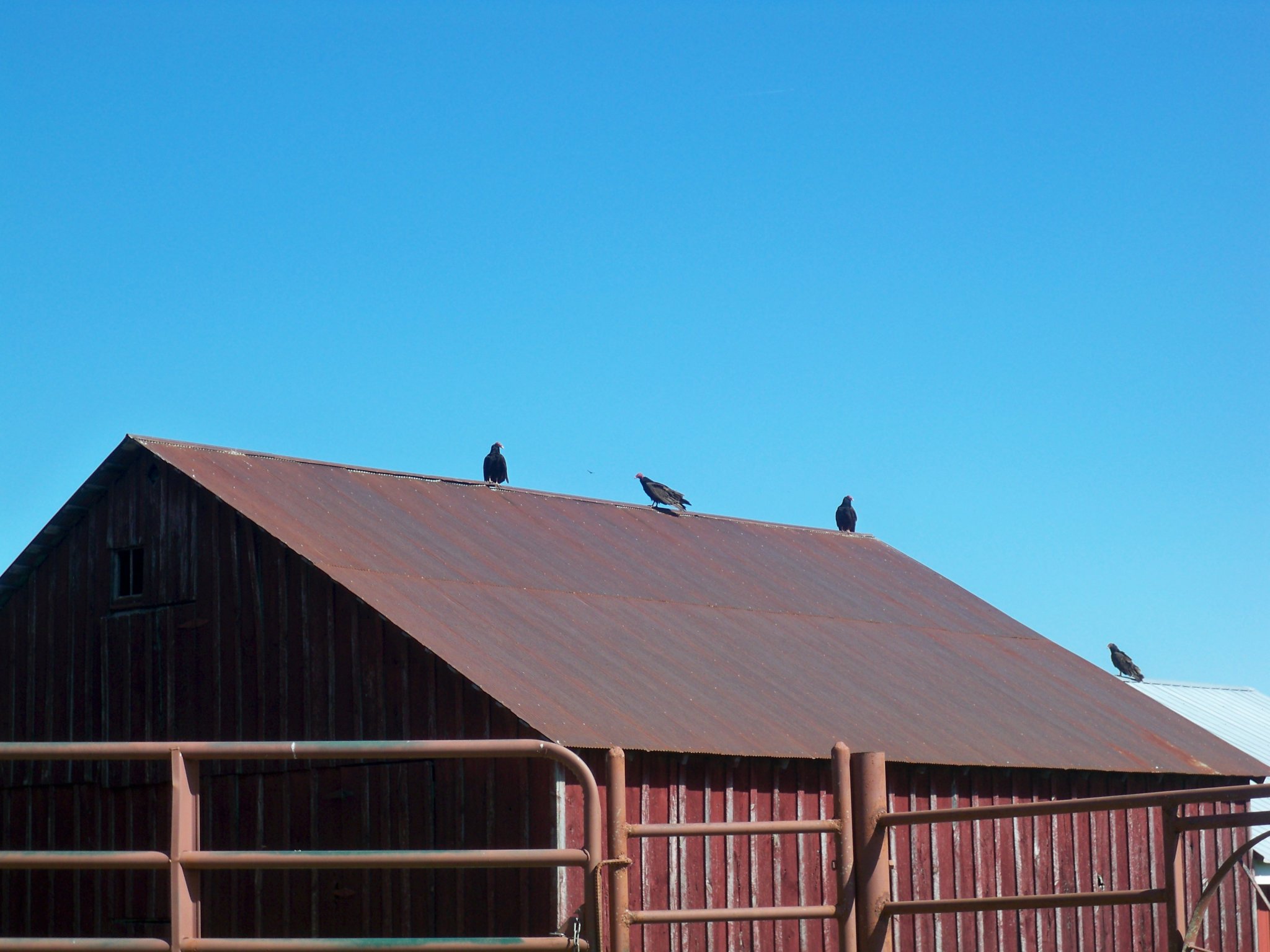 vultures on a barn.JPG
