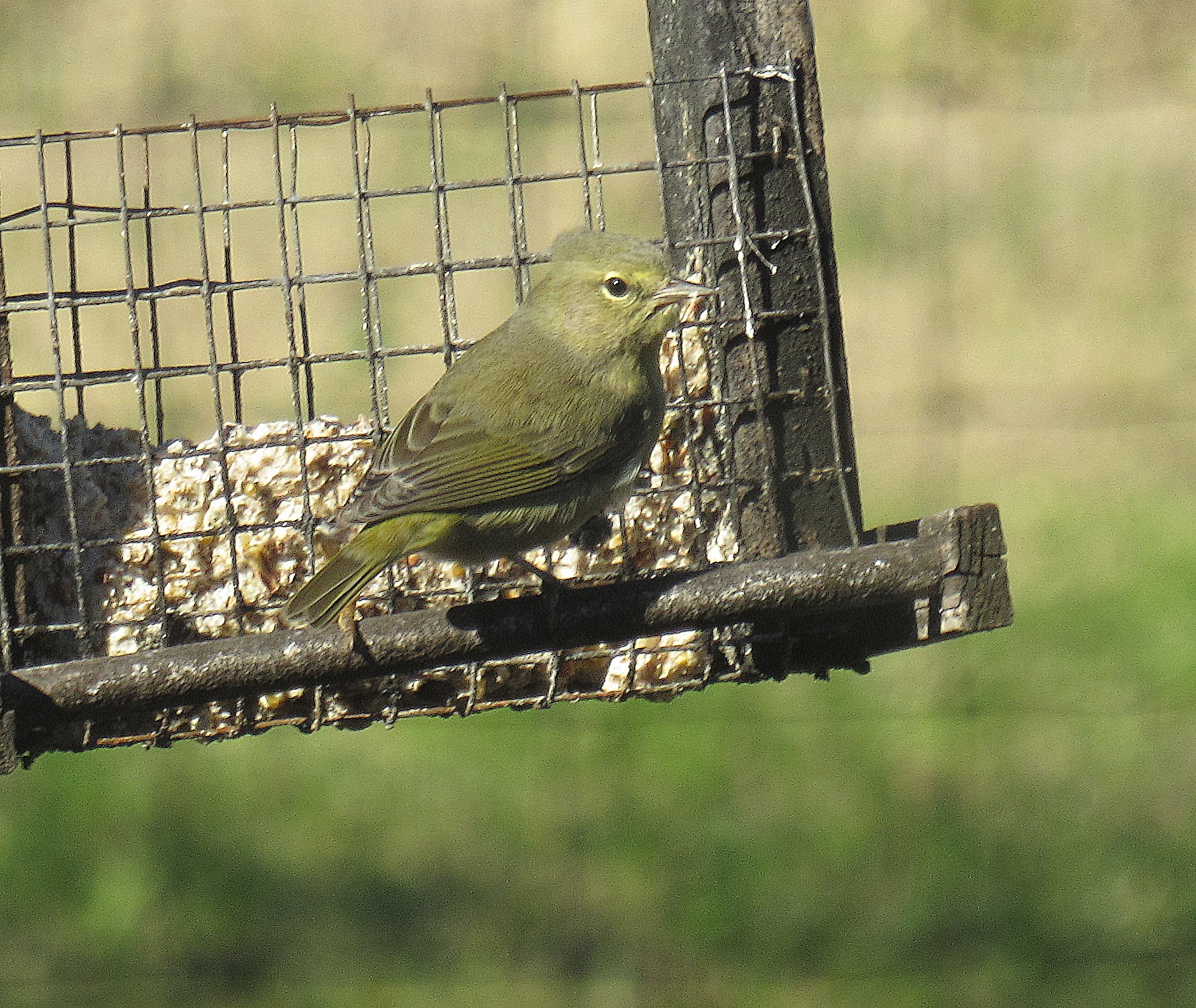 Warbler b.jpg