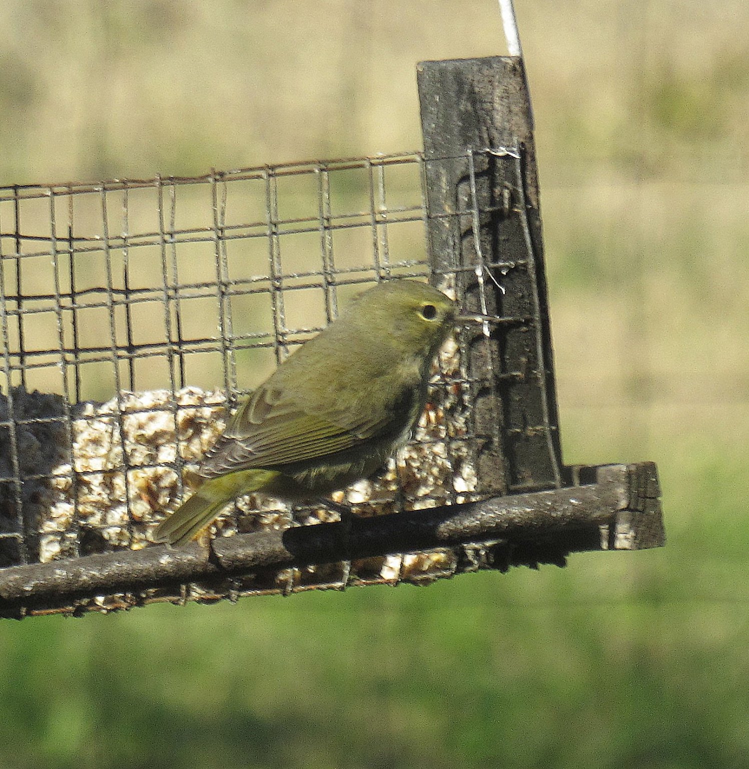 Warbler c.jpg