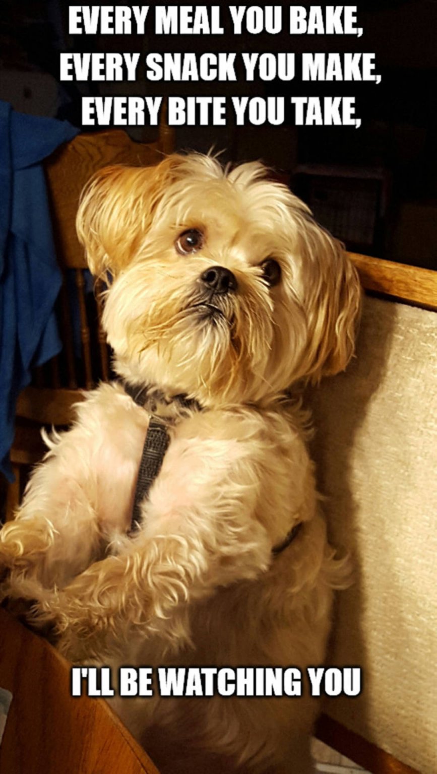 watching-you-dog-funny-meme-n20xejw7jdbas45r-2969397711.jpg