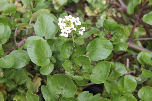 Watercress-41.jpg