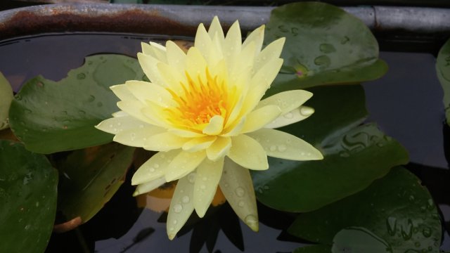 waterlily.jpg
