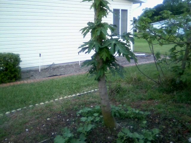 watermellon uunder papaya tree1x.jpg