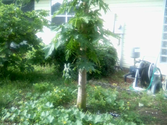 watermellons under the papaya tree 1x.jpg