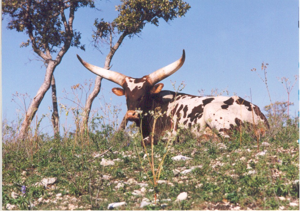 Watusi.jpg