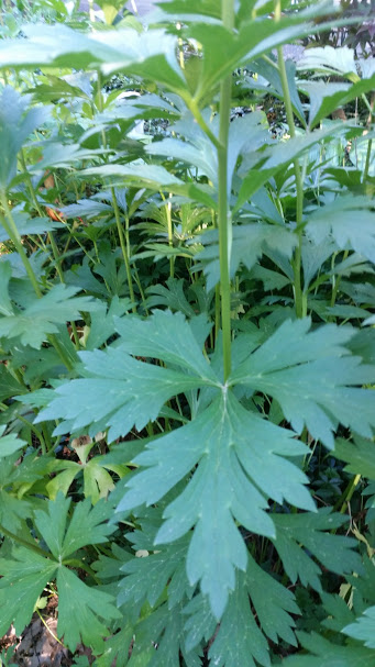 weed2.jpg