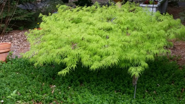 weeping laceleaf maple.jpg