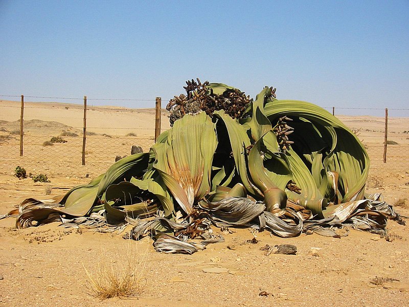 Welwitschia_mirabilis(2).jpg