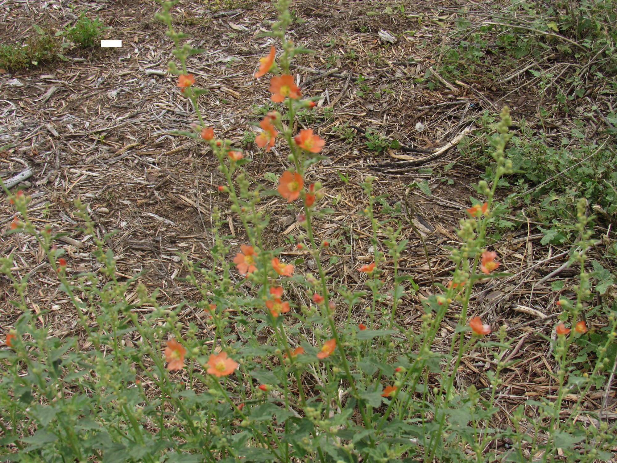 West Texas Mallow.jpg