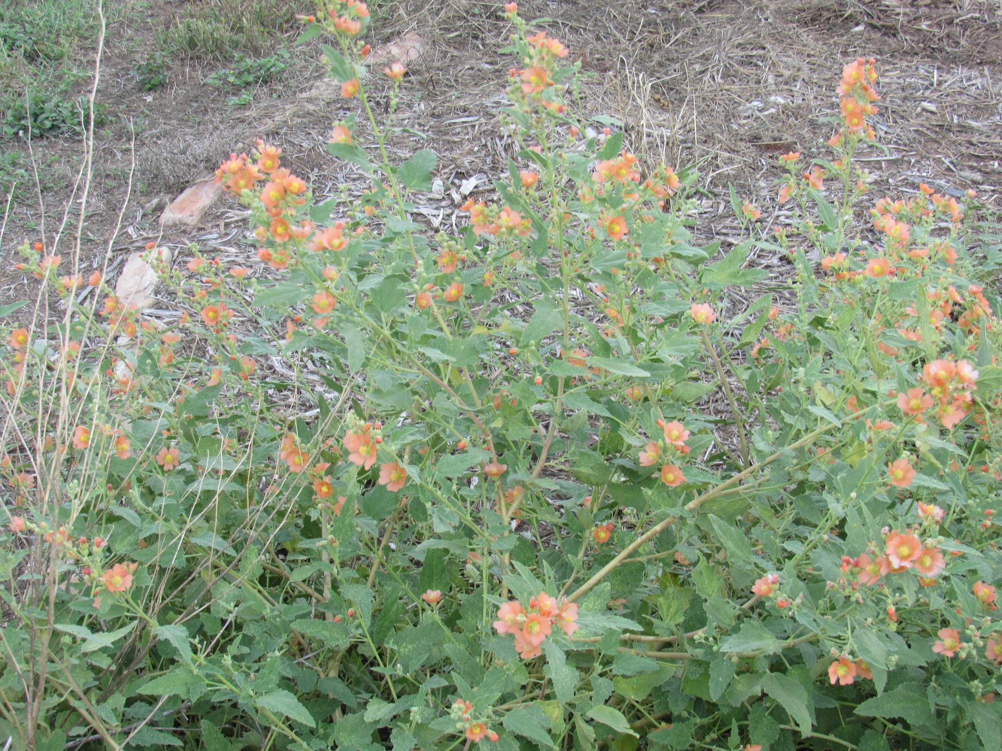 West Texas mallow.jpg