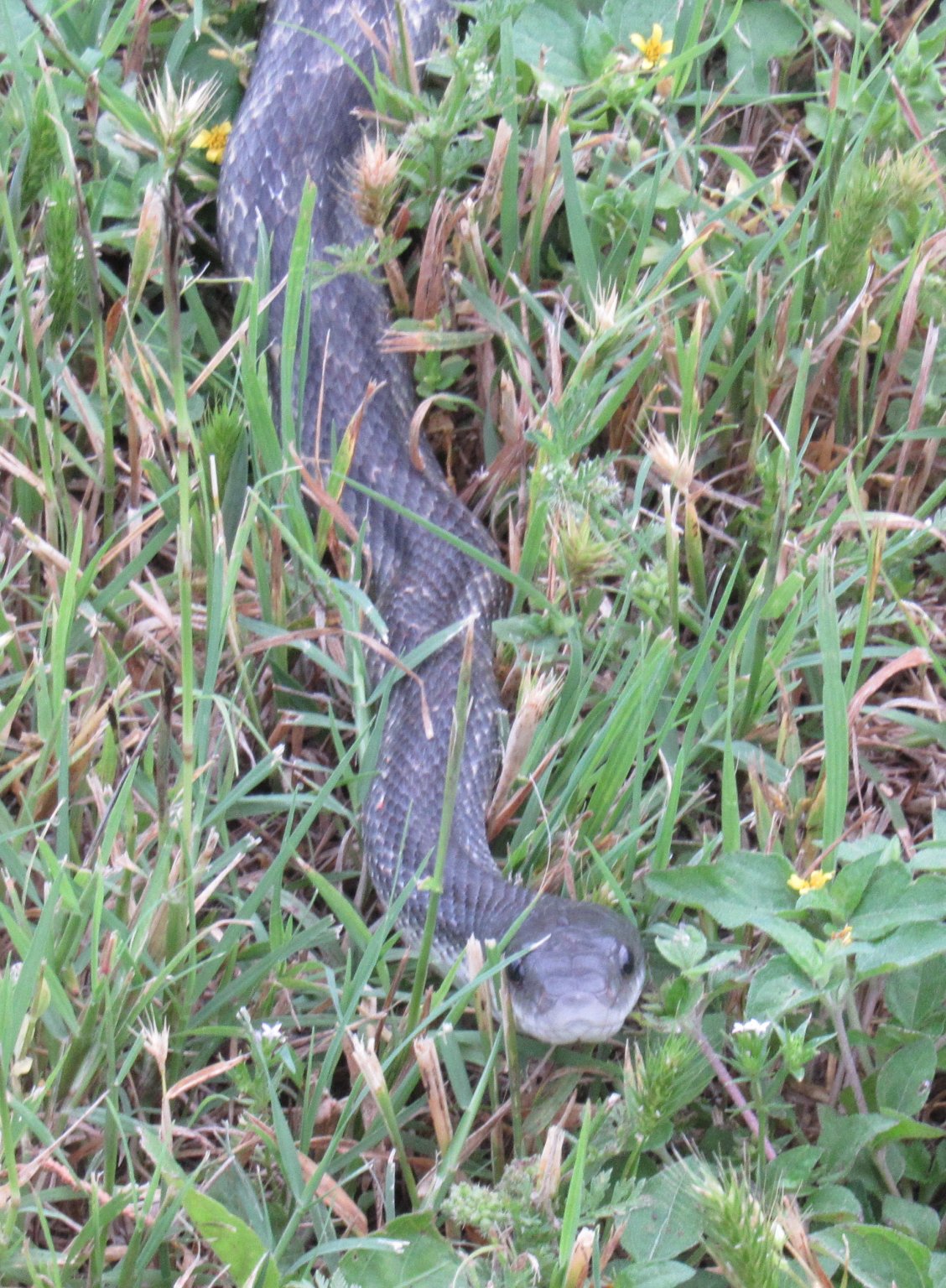 Western rat snake.jpg