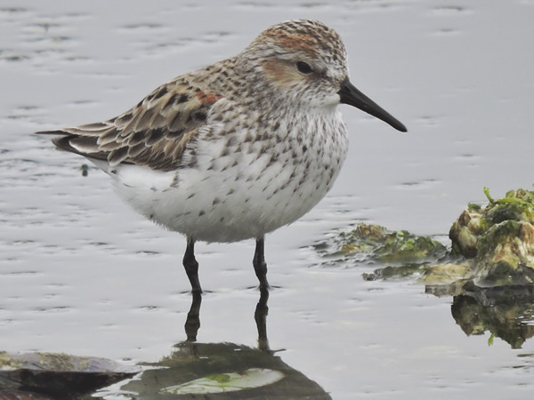western sandpiper.jpg