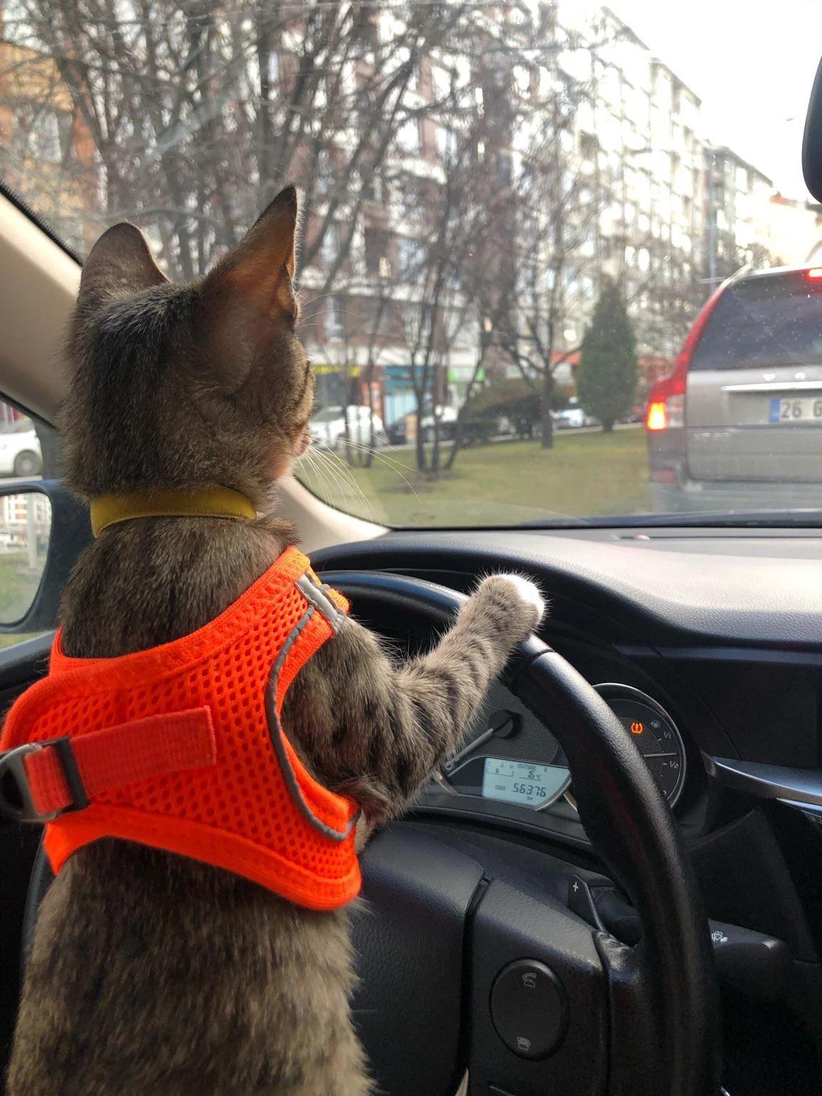 what-car-is-the-cat-driving-v0-8x6own56dasa1-1726018608.jpg