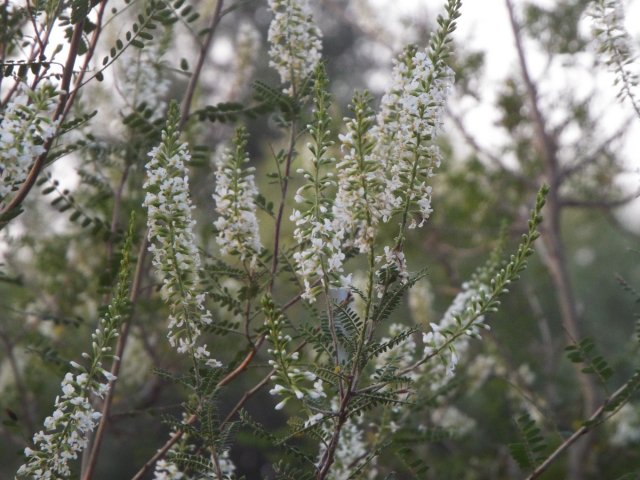 White brush.jpg