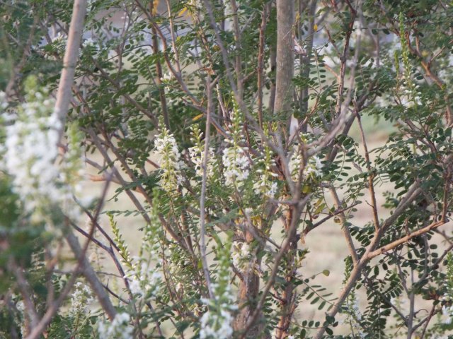 White brush leaves.jpg