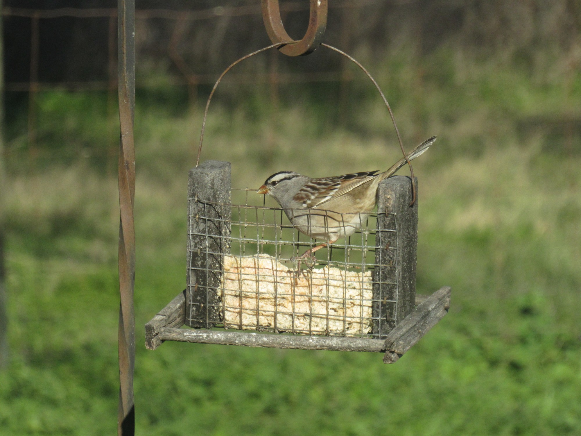 White Crown and suet.jpg