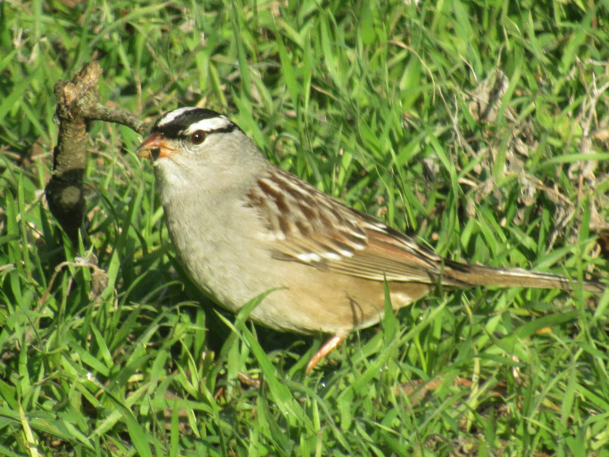 White-crowned Sparrow.jpg