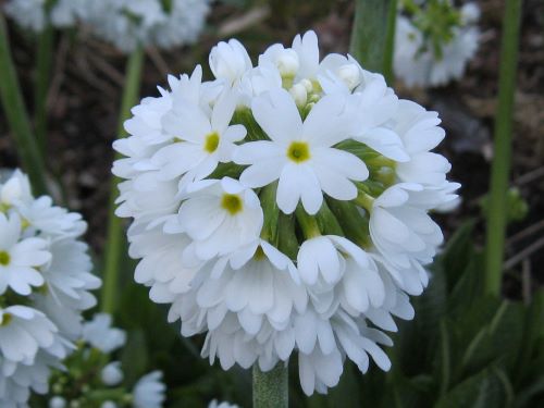 white drumstick perimula.JPG