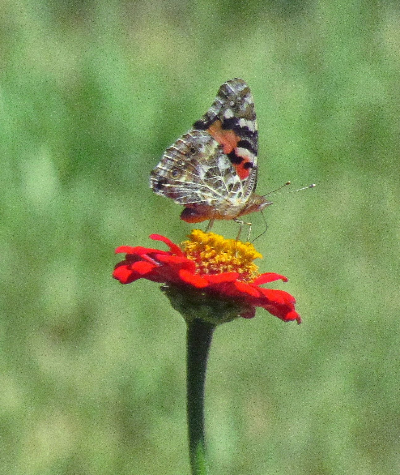 White Peacock 2.jpg