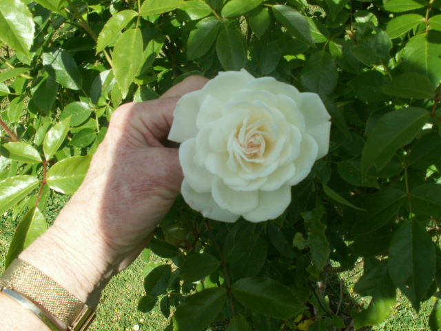 white rose.JPG