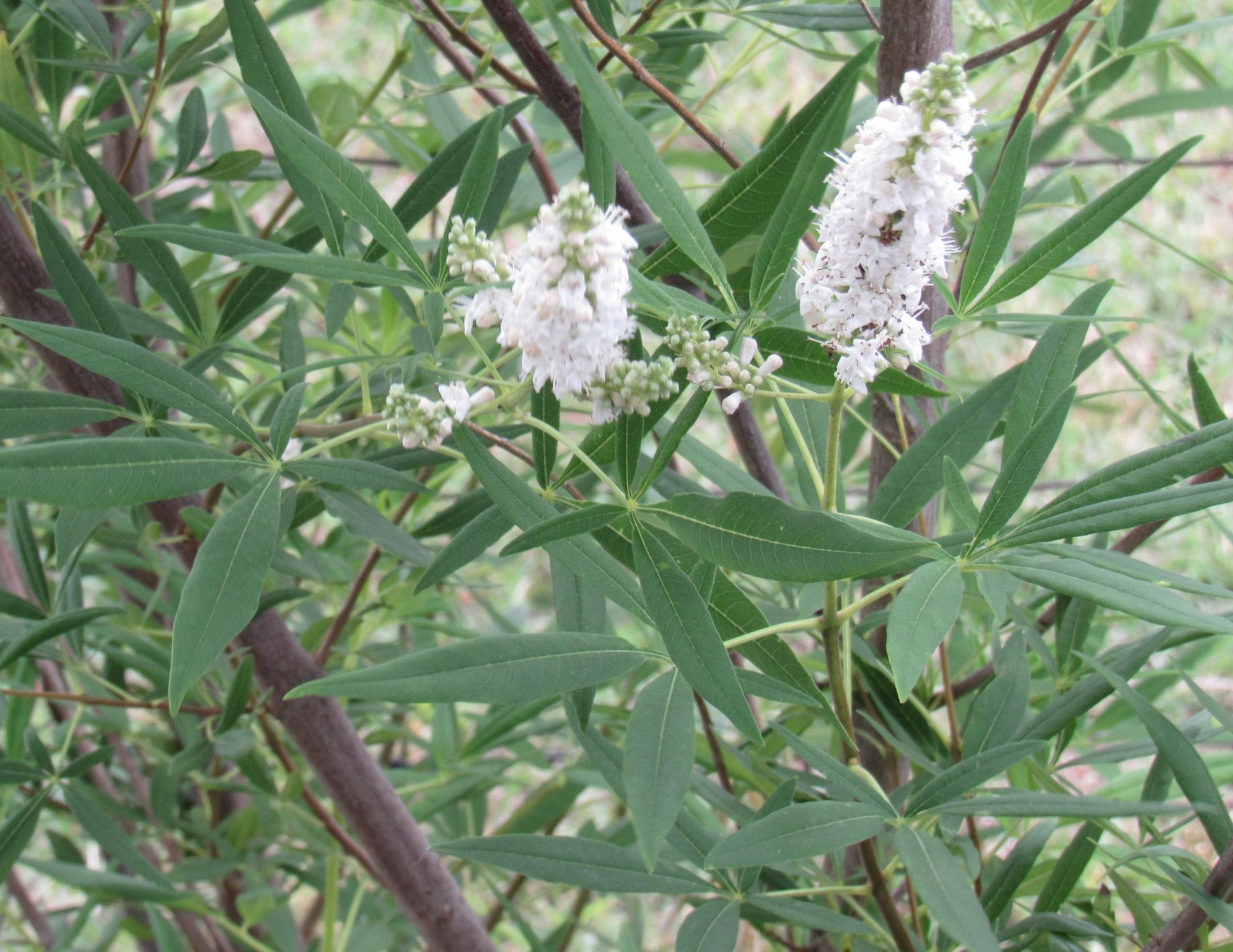 White vitex.jpg