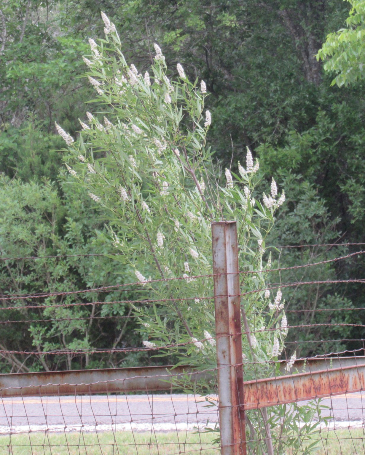 white vitex tree.jpg