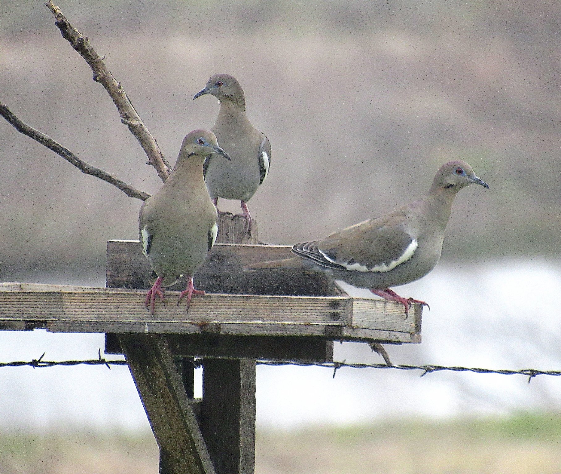 White-winged Dove 6.jpg
