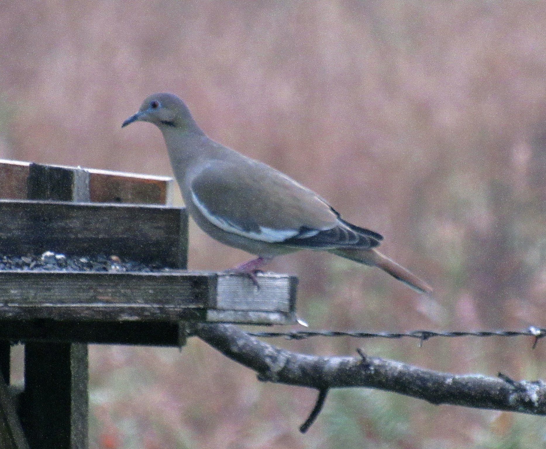 White-winged Dove.jpg