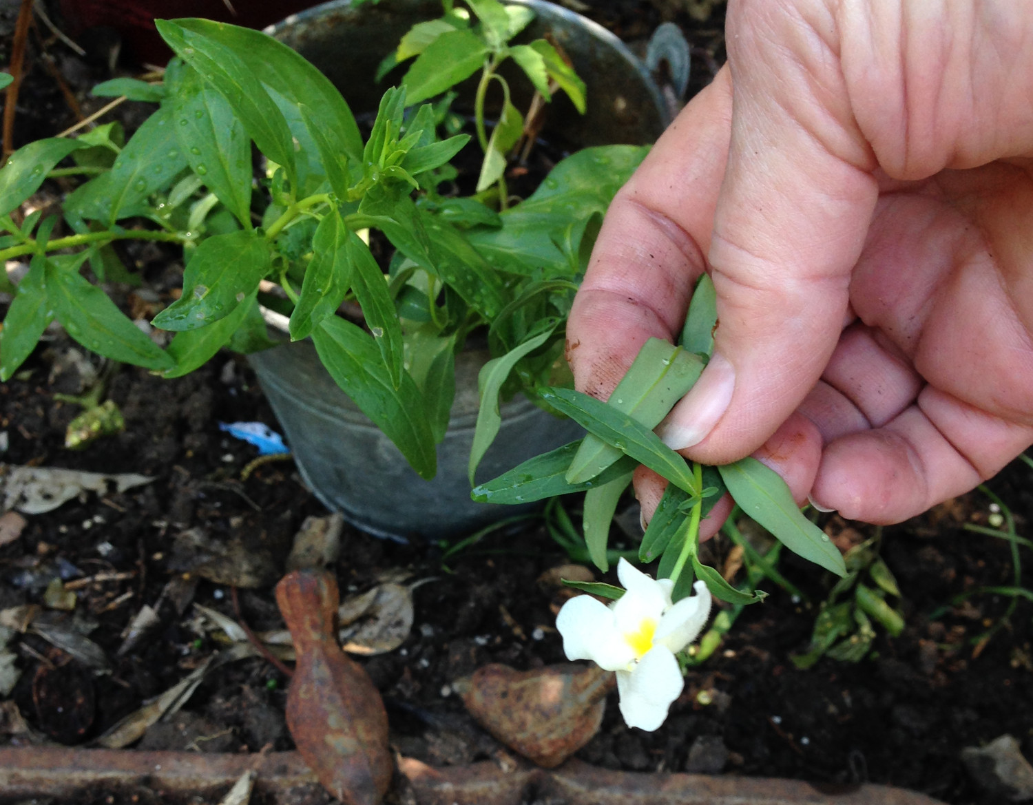 whiteflower2.jpg