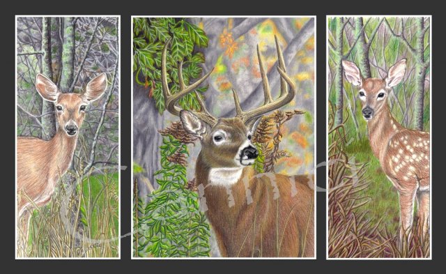 whitetail trio small.jpg