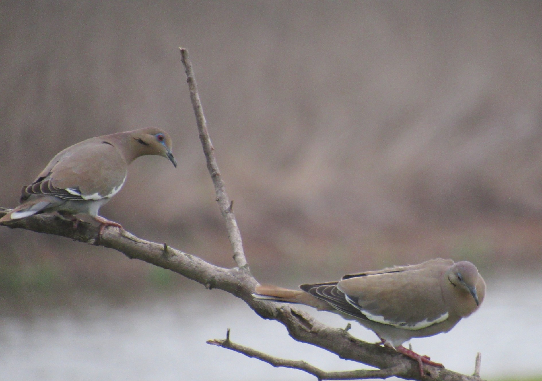 Whitewings on branch.jpg