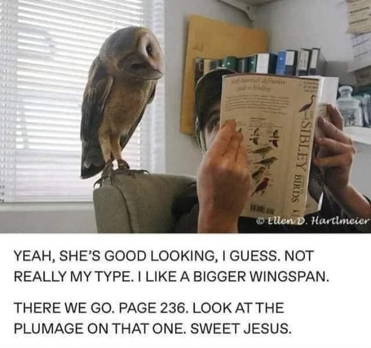 wingspan-there-go-page-236-look-at-plumage-on-one-sweet-jesus-themaefive-tried-scroll-past-this.jpg