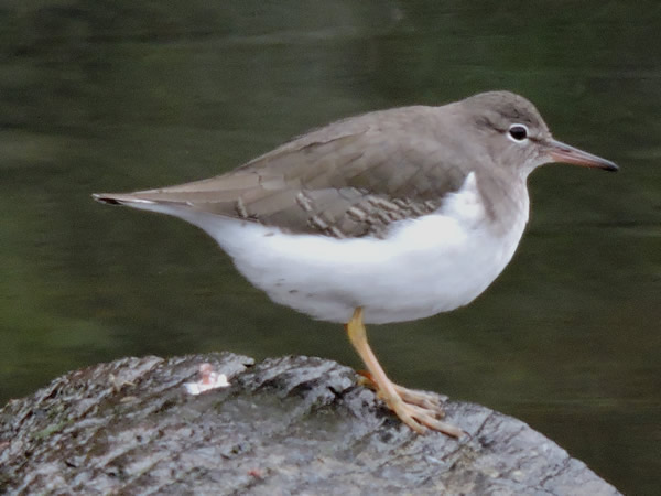 winter spotted sandpiper.jpg
