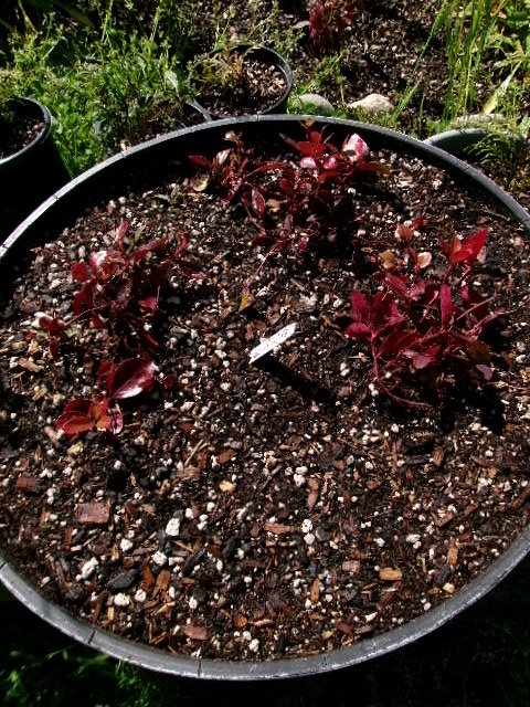 wintergreen plants.JPG