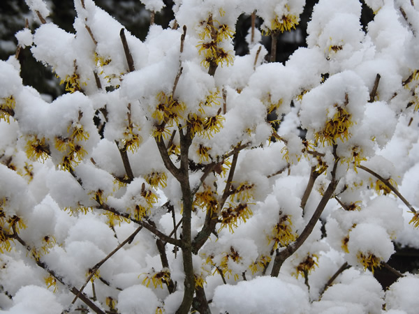 witch hazel.jpg