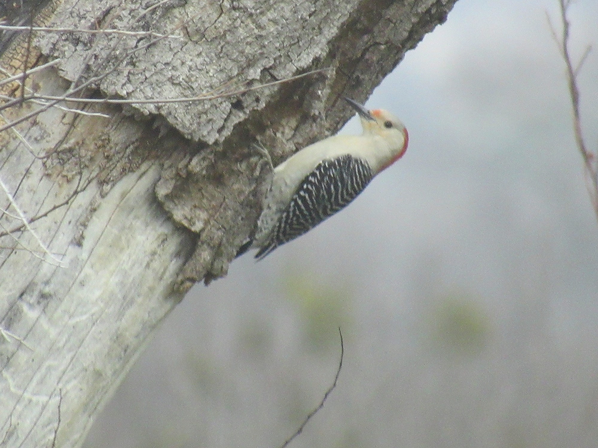 woodpecker.jpg