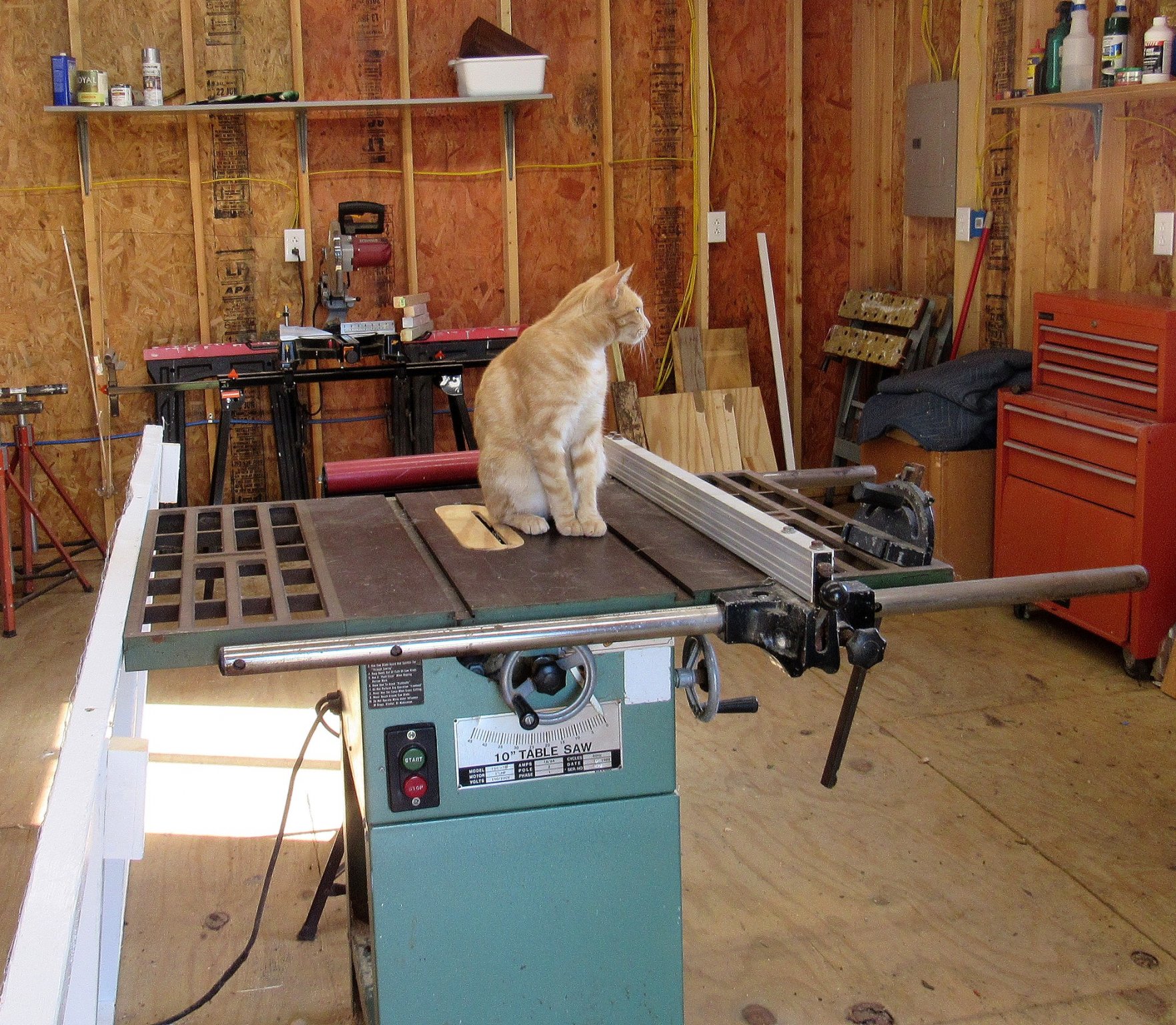 Woodworking Timmi.jpg