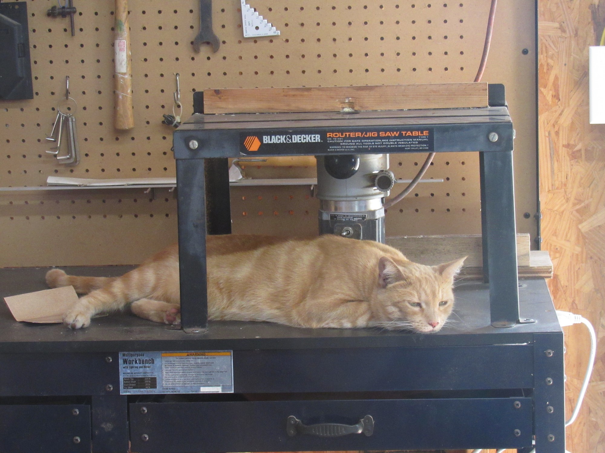 workshop cat.jpg