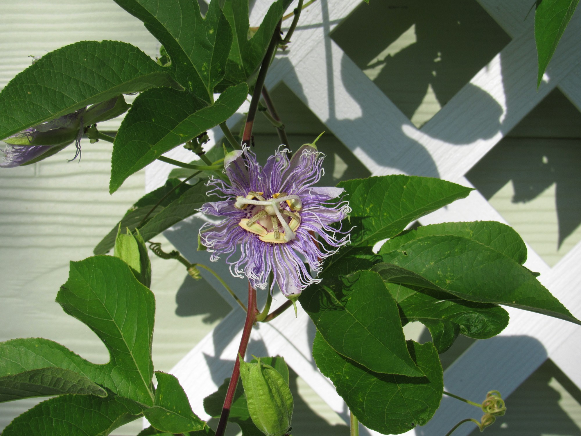 Workshop Passionflower.jpg