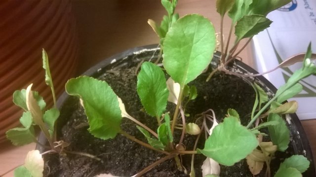 WP_20150520_005.jpg