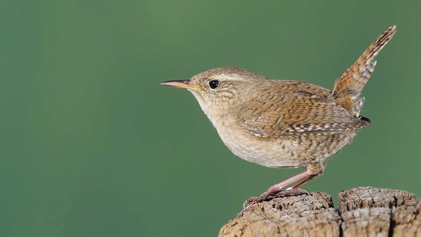 wren-1ThinkstockPhotos-181807663.jpg