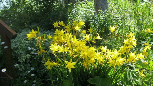 yellow flower.JPG