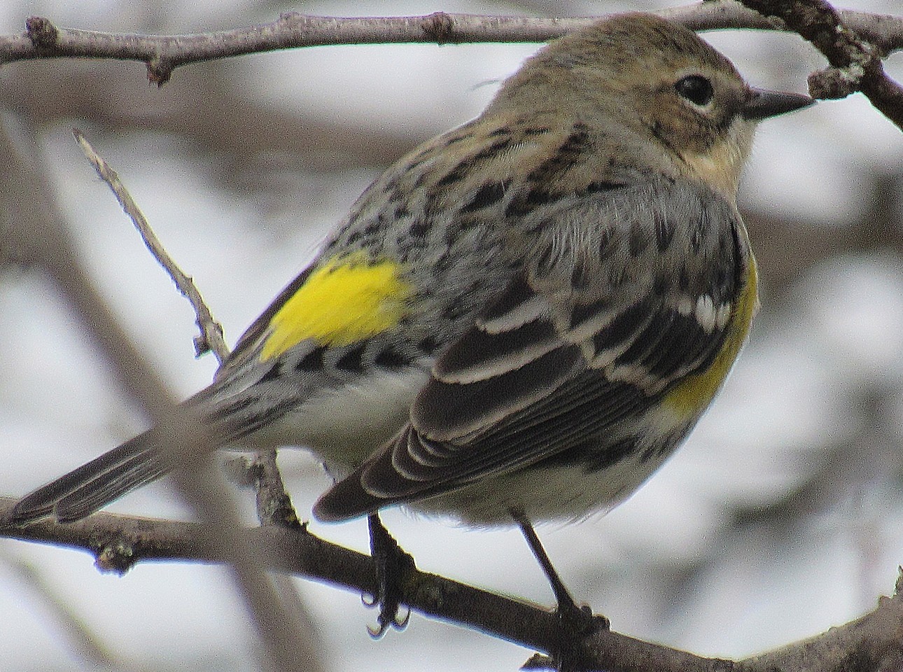 Yellow-rumped Warbler 2.jpg