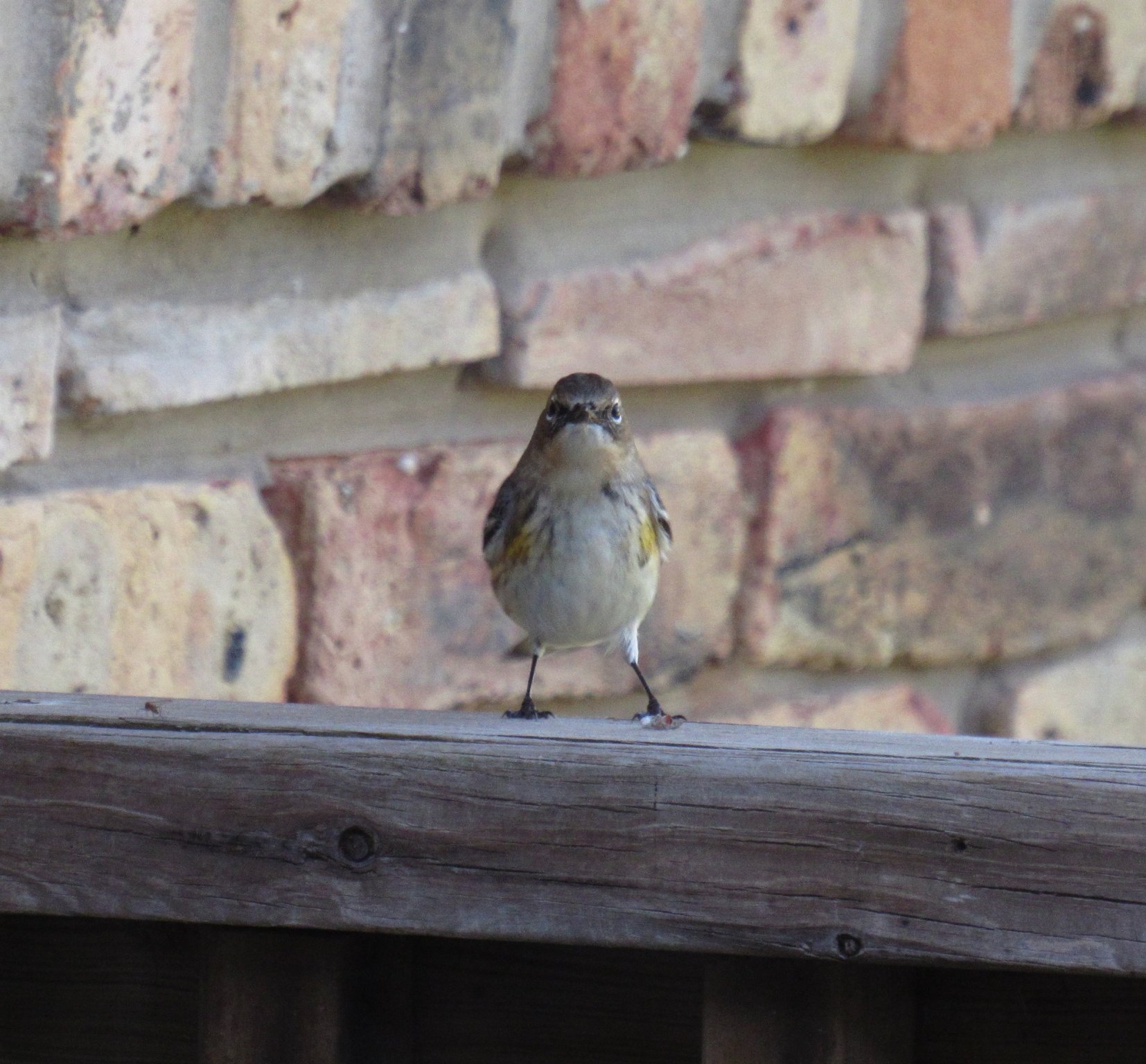Yellow-rumped Warbler 4.jpg