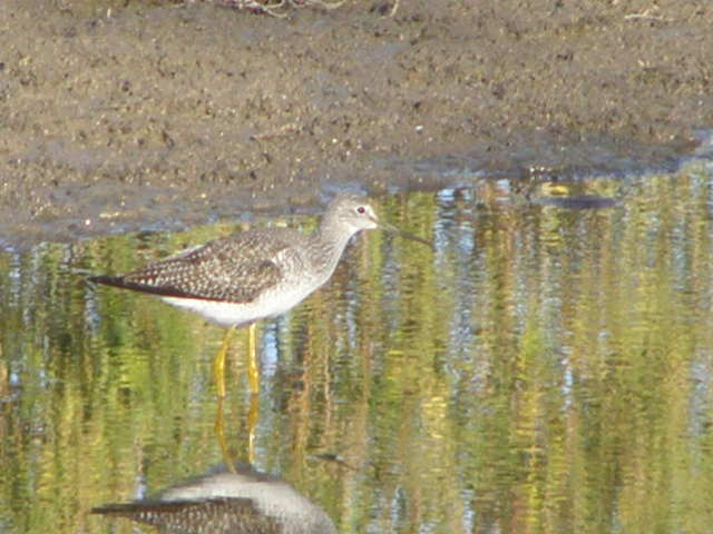Yellowlegs 1.jpg