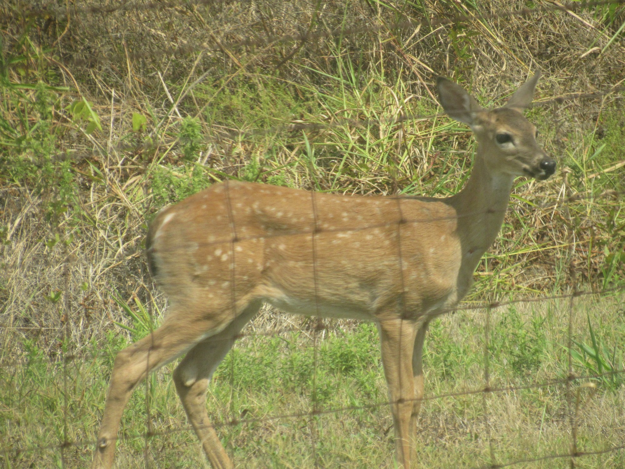 Young deer.jpg