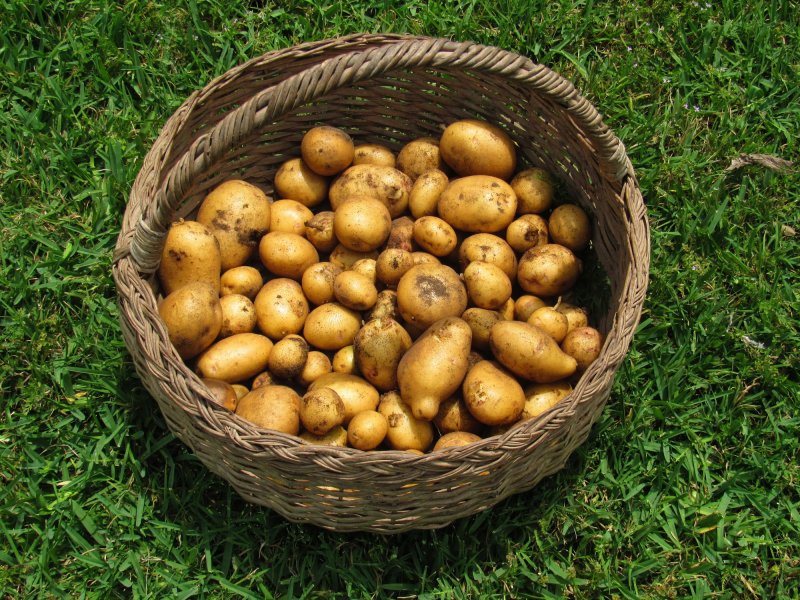 Yukon Goid harvest.jpg